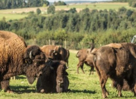 Le Ranch des bisons à Petit-Réderching : Des Grandes Plaines à la Moselle