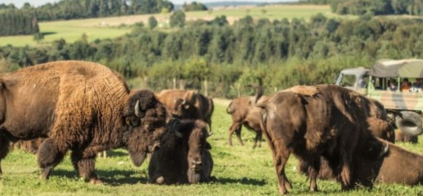 Le Ranch des bisons à Petit-Réderching : Des Grandes Plaines à la Moselle