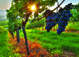 La Moselle veut aider les viticulteurs à se développer