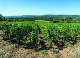 Fête des Vins de Moselle : L’AOC Moselle fête ses 10 ans